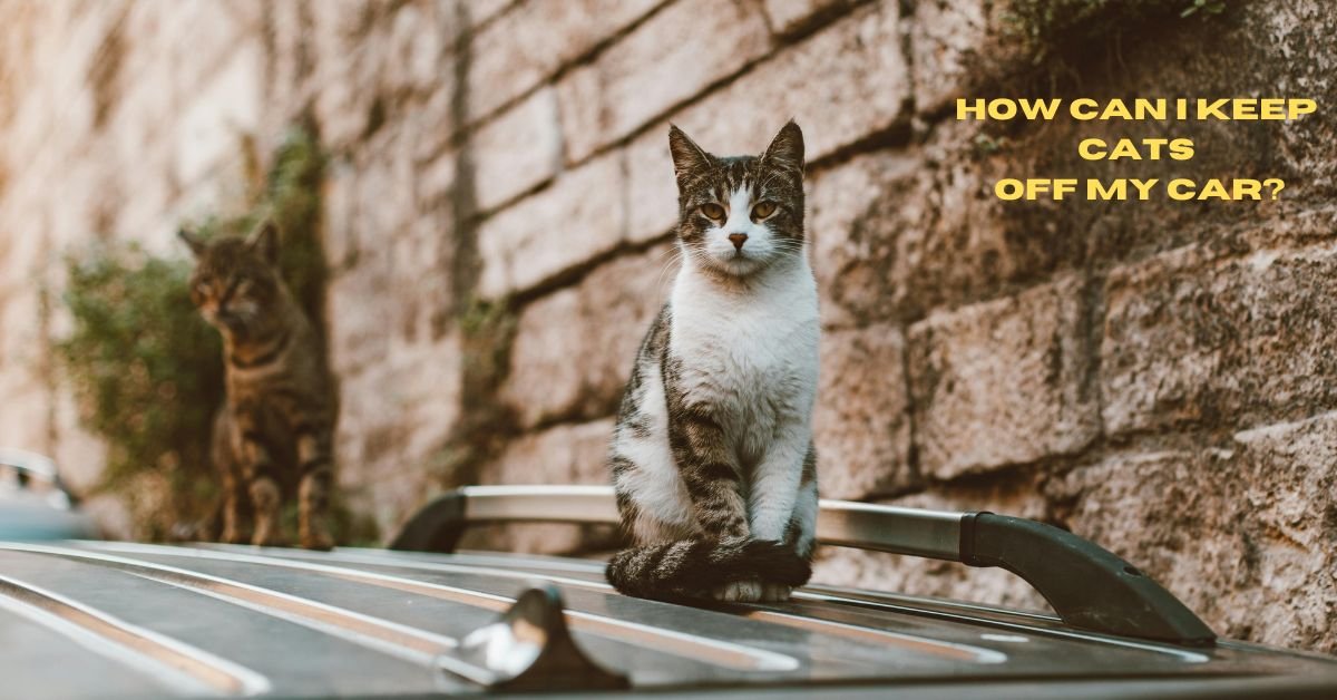 How Can I Keep Cats Off My Car? image