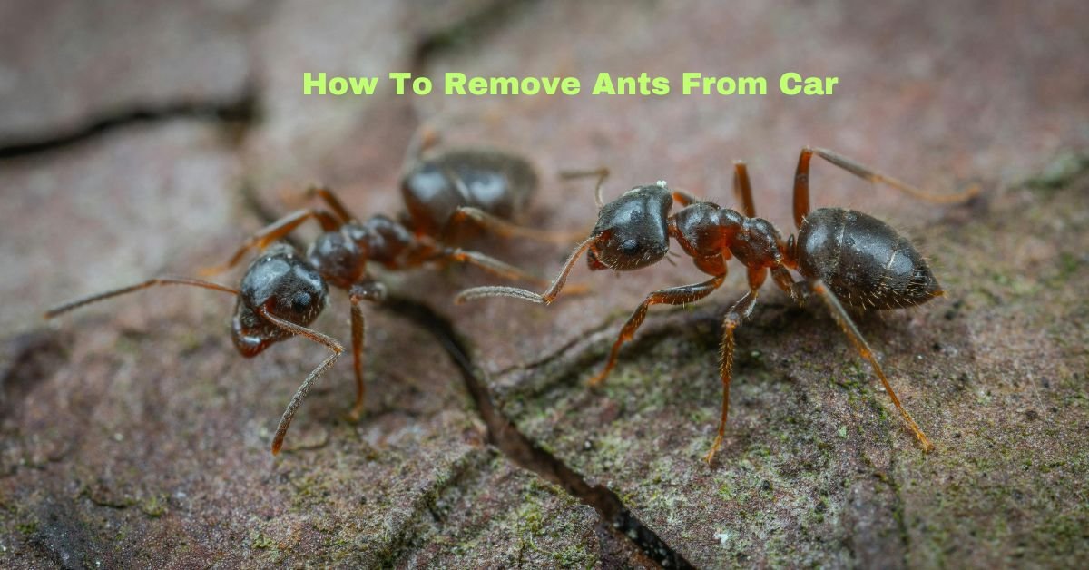 How Do I Get Rid Of Ants In My Car Image
