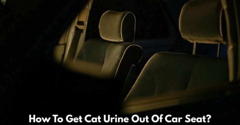 How To Get Cat Urine Out Of Car Seat​? image