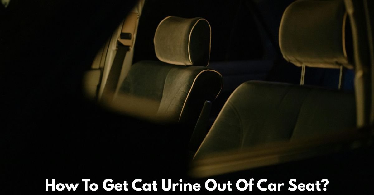 How To Get Cat Urine Out Of Car Seat​? image