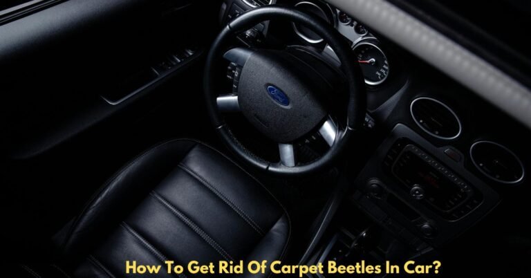How To Get Rid Of Carpet Beetles In Car? image