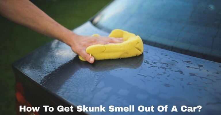 How To Get Skunk Smell Out Of A Car? image
