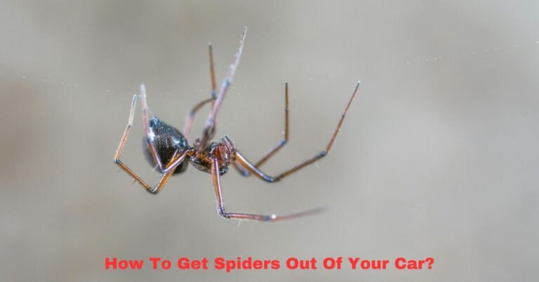 How To Get Spiders Out Of Your Car image