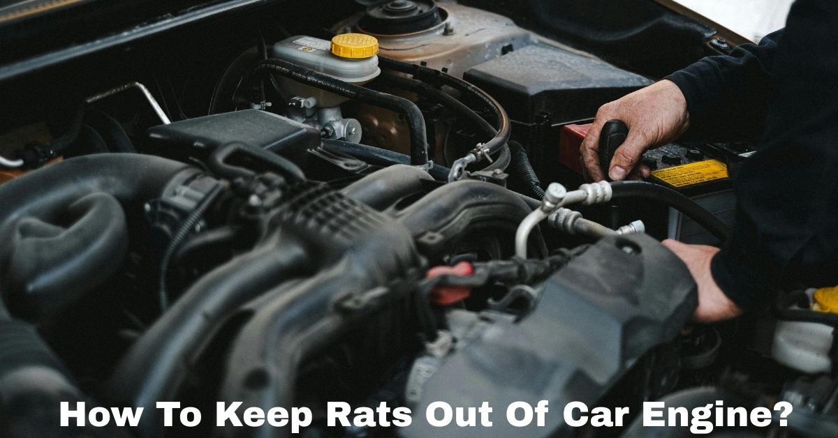How To Keep Rats Out Of Car Engine? image
